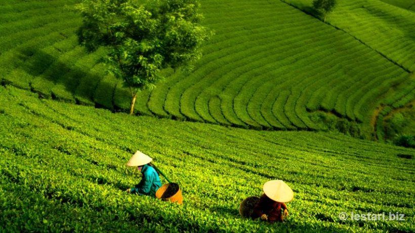 Japanese green tea plantation fertilized with Indonesian fish bone meal